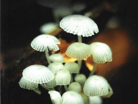 A Photographic Guide To The Wild Mushroom Of Borneo I Online now